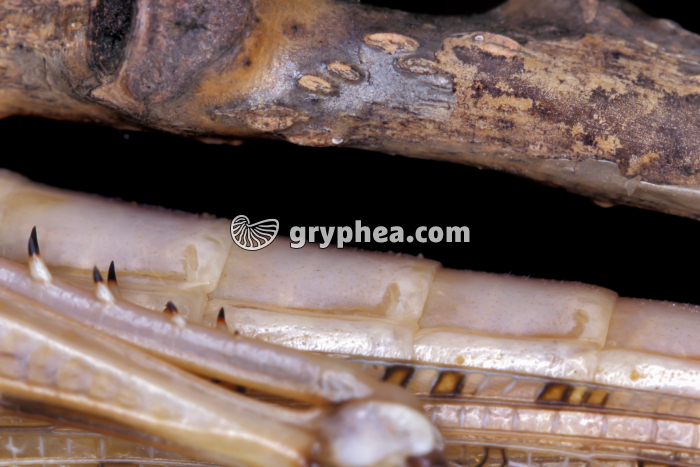 Respiration chez le Criquet (Locusta migratoria) - Expiration - gryphea.com